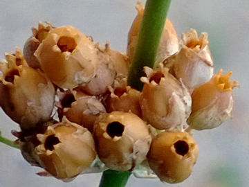 Silene otites