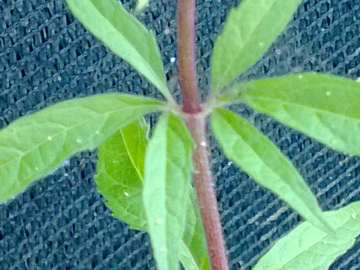 Eupatorium cannabinum