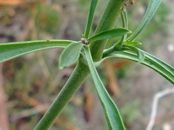 Silene otites
