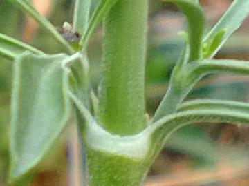 Silene otites