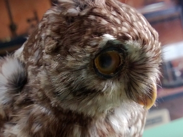 Determinazione Civetta