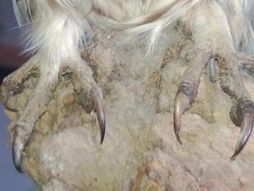 Determinazione Civetta