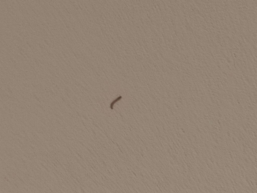 Vermi sul soffitto....No, larve di falena:  cfr.  Plodia interpunctella (Pyralidae)