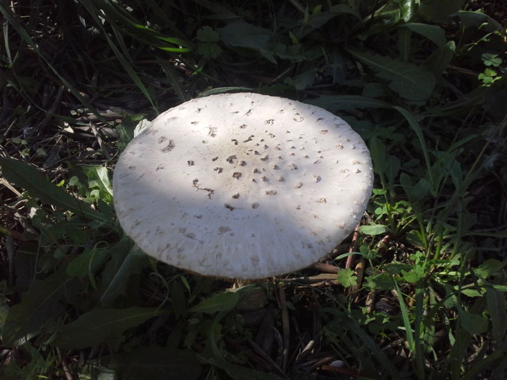 Amanita?