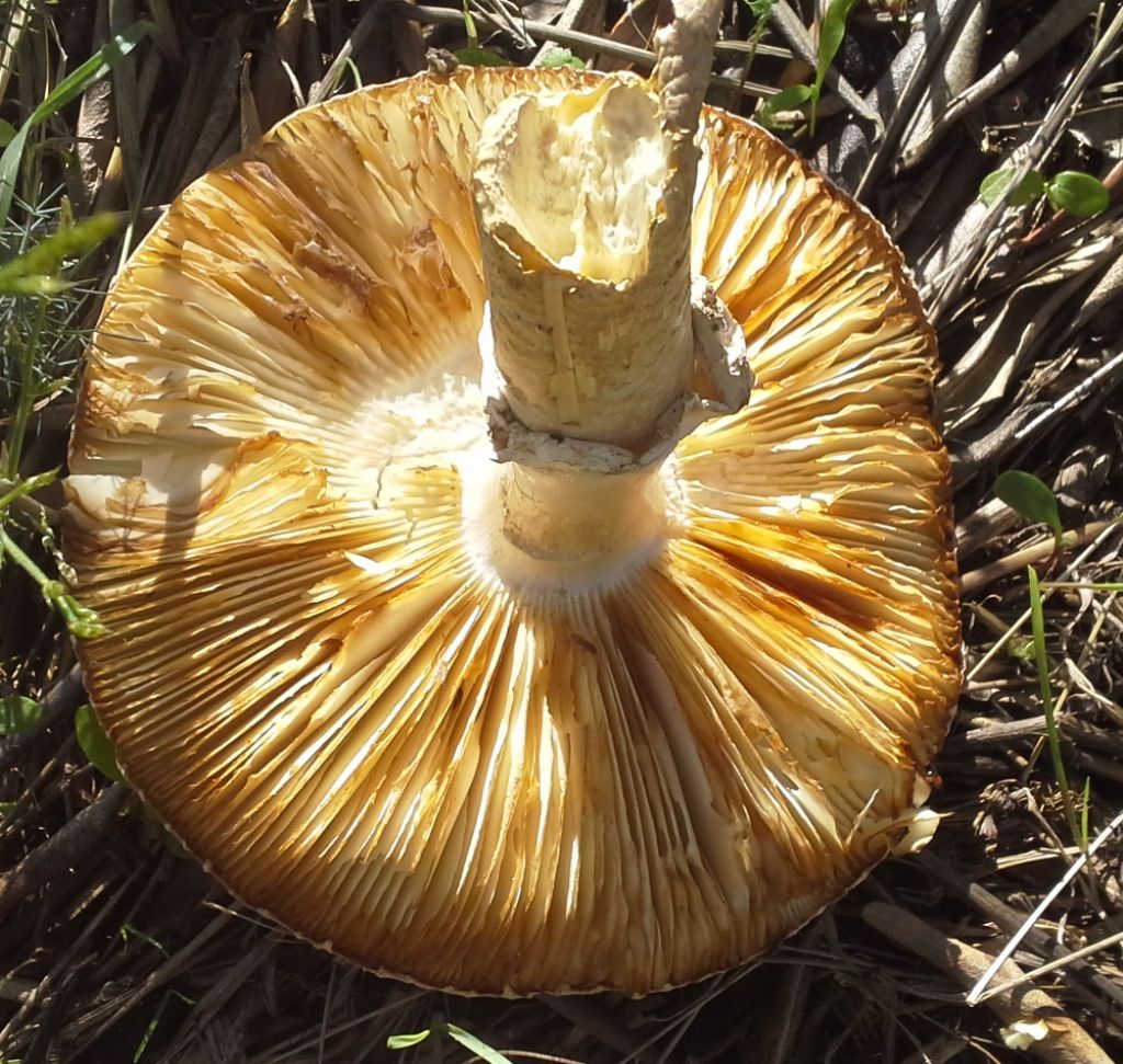 Amanita?