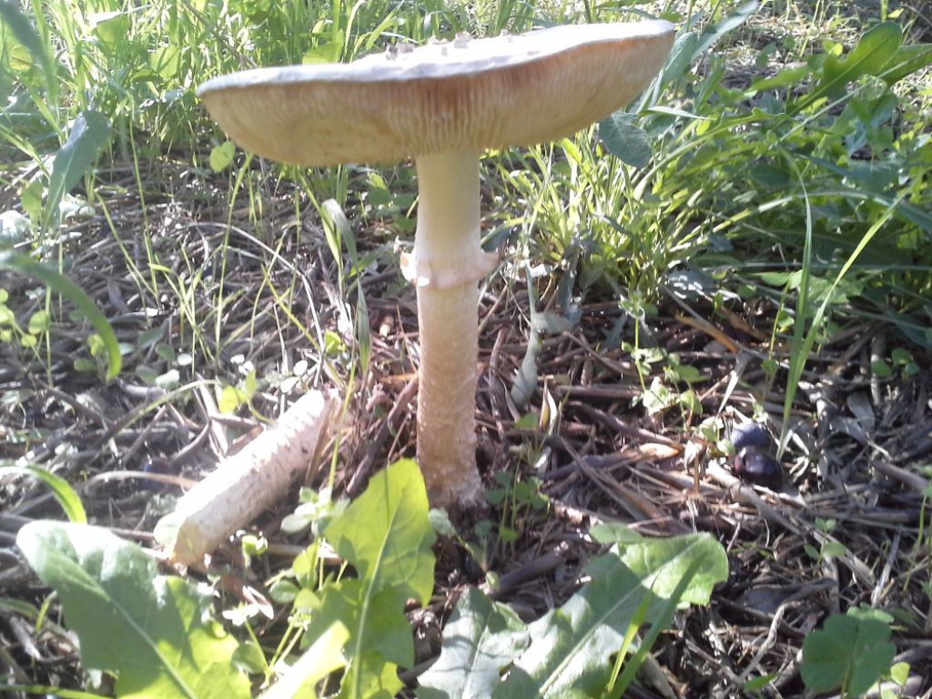 Amanita?