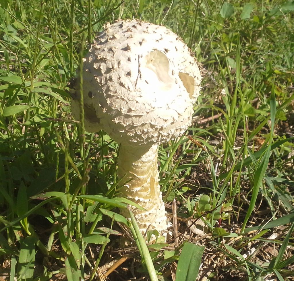 Amanita?