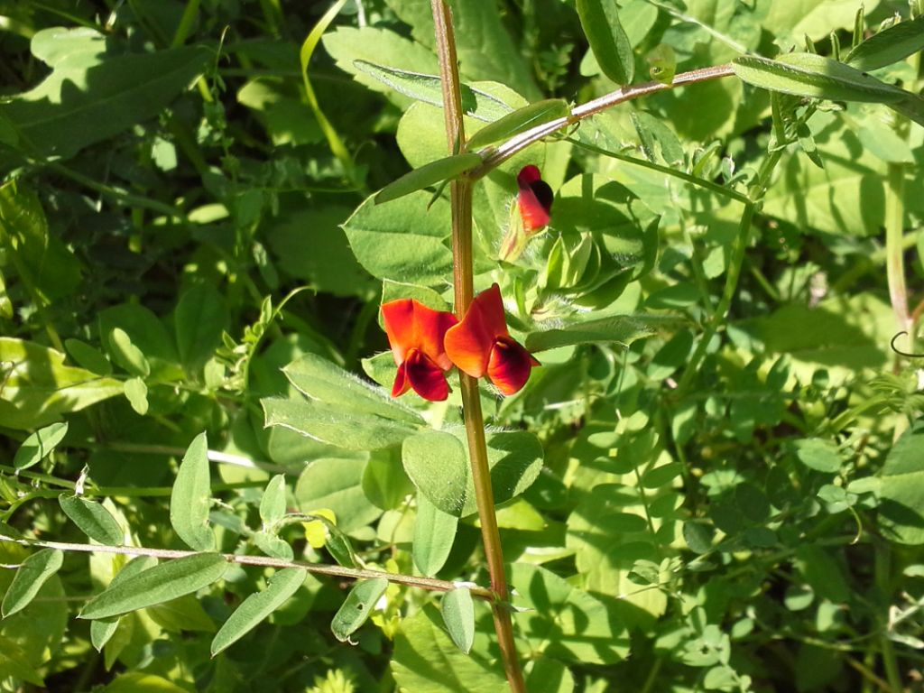 Tetragonolobus purpureus (=Lotus tetragonolobus)/ Ginestrino purpureo