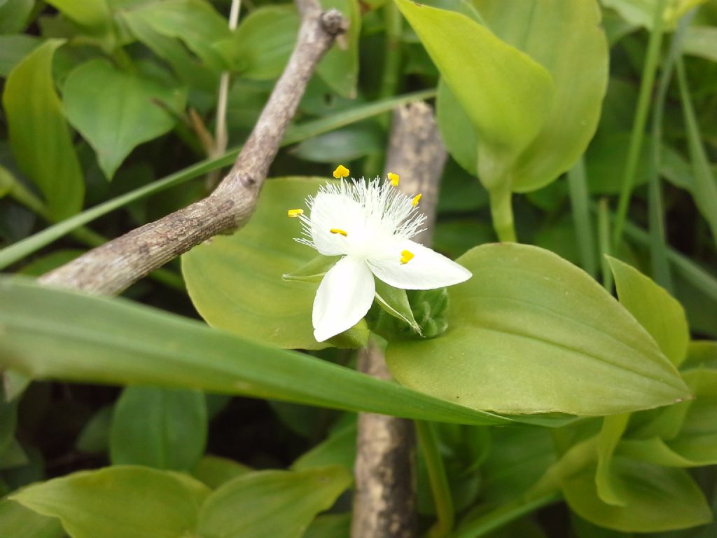 Tradescantia fluminensis / Tradescanzia sudamericana