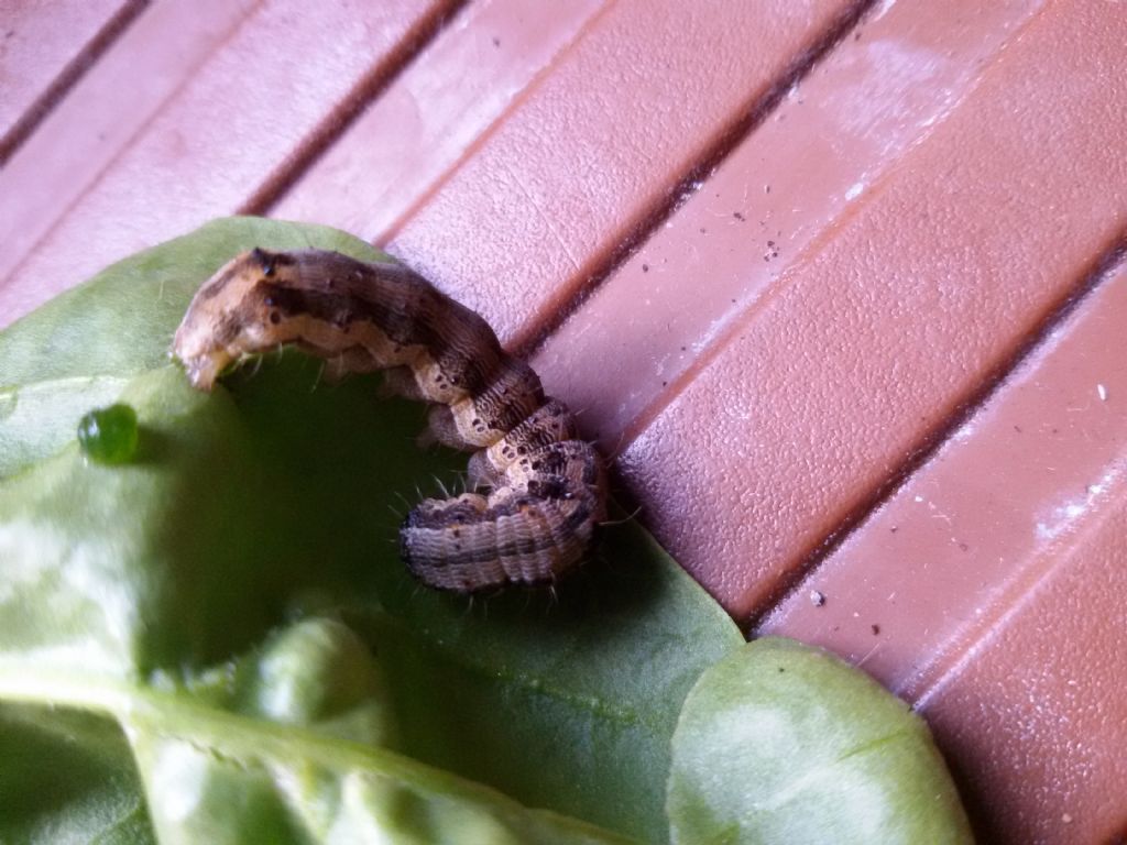 identificazione bruco: Helicoverpa armigera (Noctuidae)