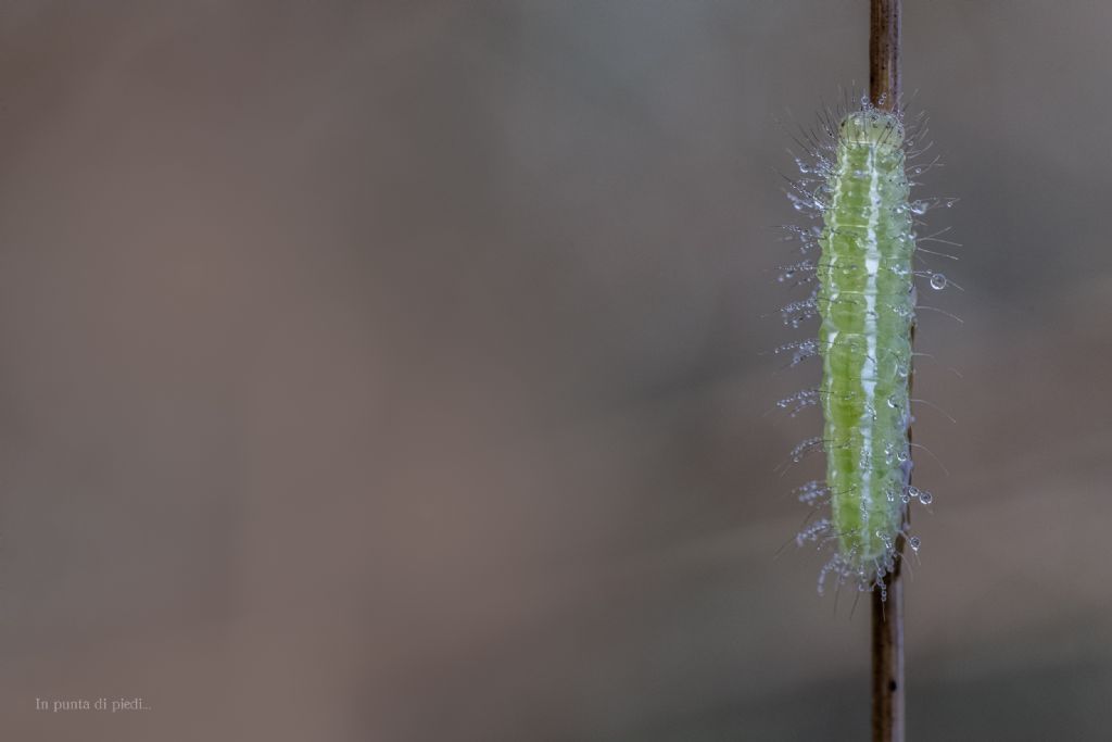 Larva di imenottero, probabile Symphyta