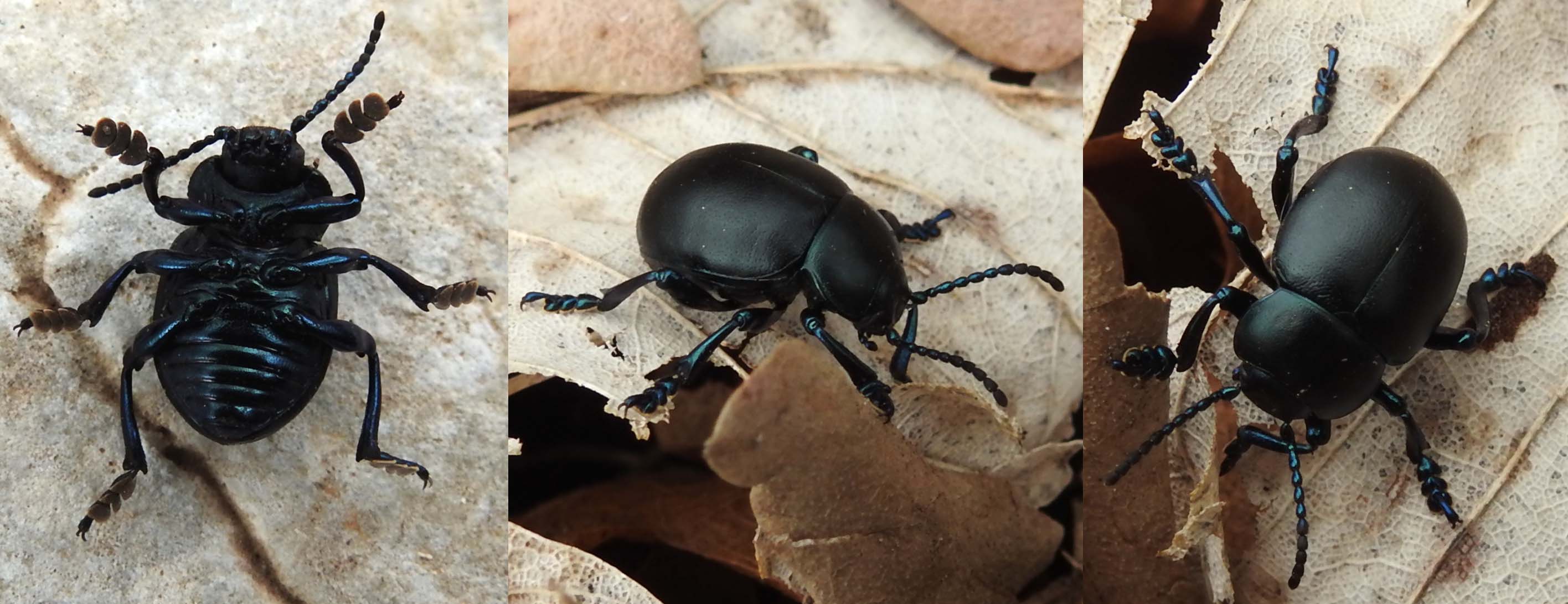 Timarcha nicaeensis, Chrysomelidae