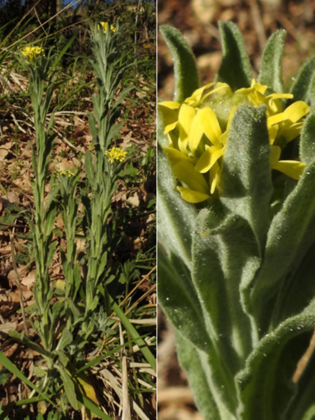 Fibigia clypeata / Fibigia comune
