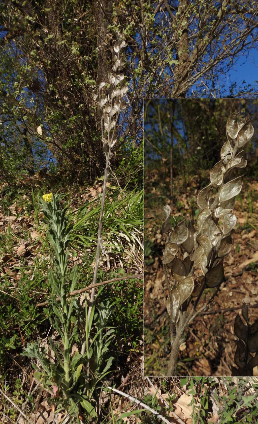 Fibigia clypeata / Fibigia comune
