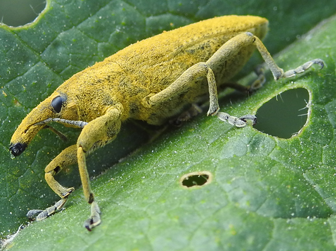 Lixus da identificare