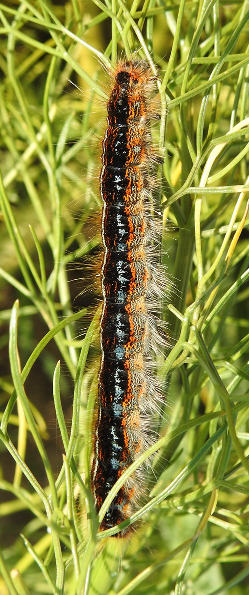 Bruco su finocchio (o pianta simile): Malacosoma franconicum (Lasiocampidae)