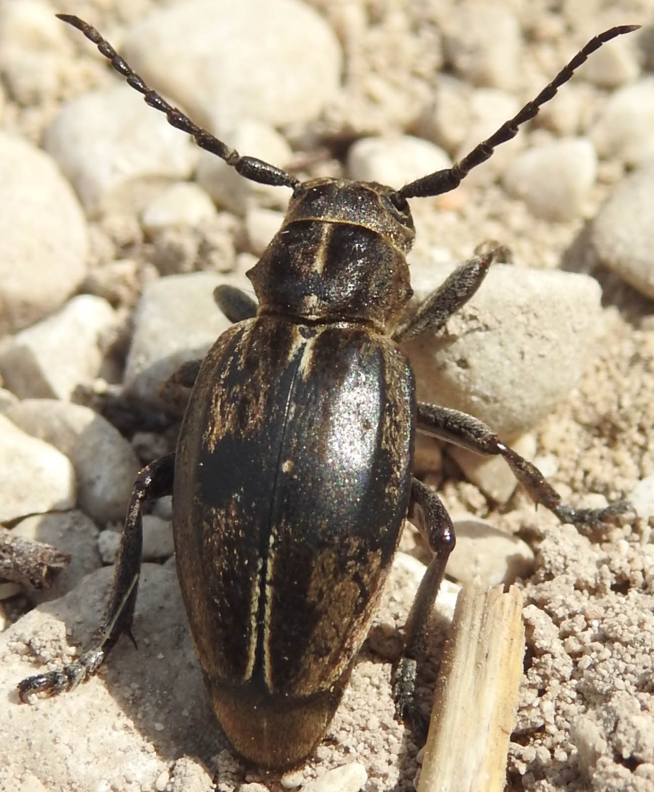 Cerambycidae Lamiinae dalla Basilicata: Dorcadion (Pedestredorcadion) etruscum