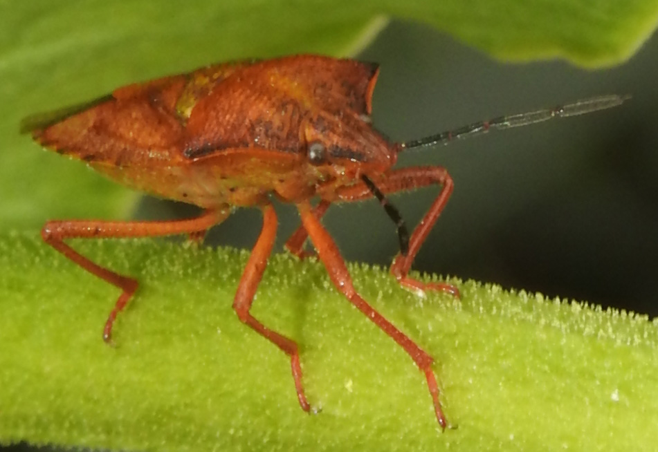 Pentatomidae: Carpocoris purpureipennis nel parco del Pollino? Sì !