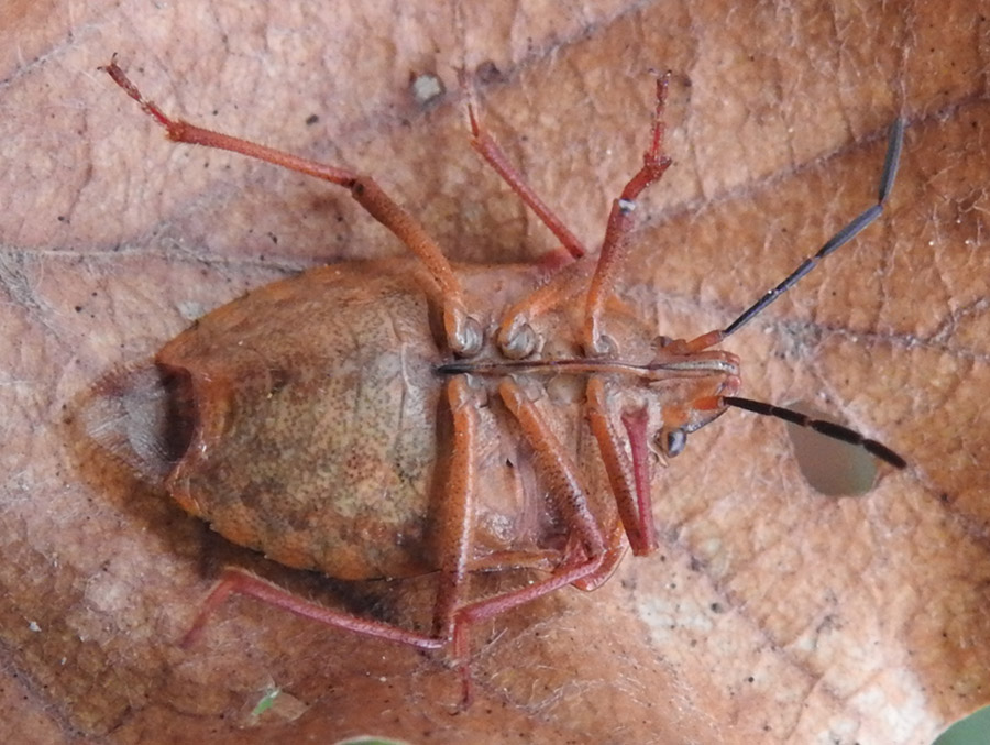 Pentatomidae: Carpocoris purpureipennis nel parco del Pollino? Sì !