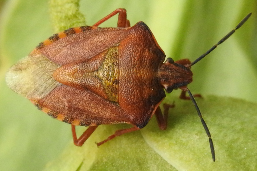 Pentatomidae: Carpocoris purpureipennis nel parco del Pollino? Sì !