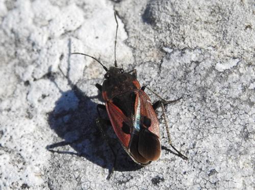 Lygaeidae: Rhyparochromus sanguineus