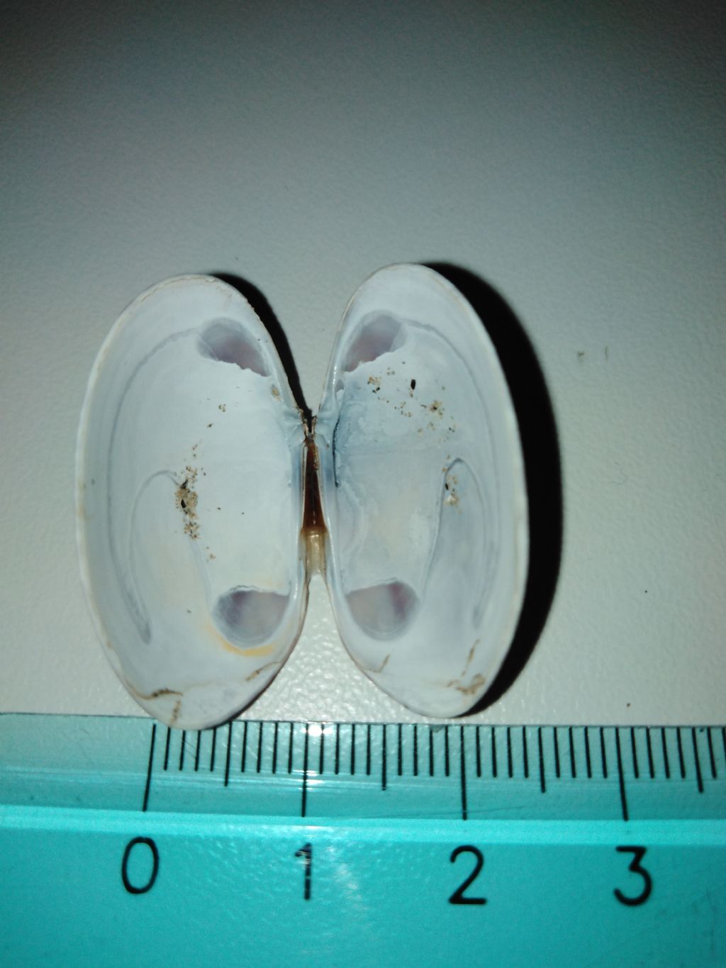 identificare