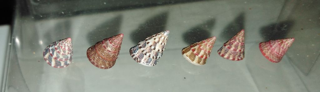 Identificazione