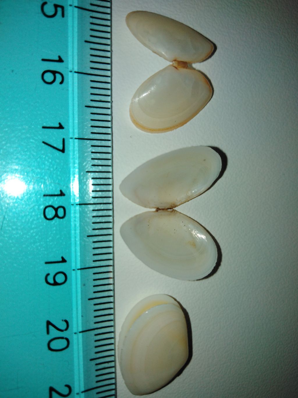 Bivalve da determinare