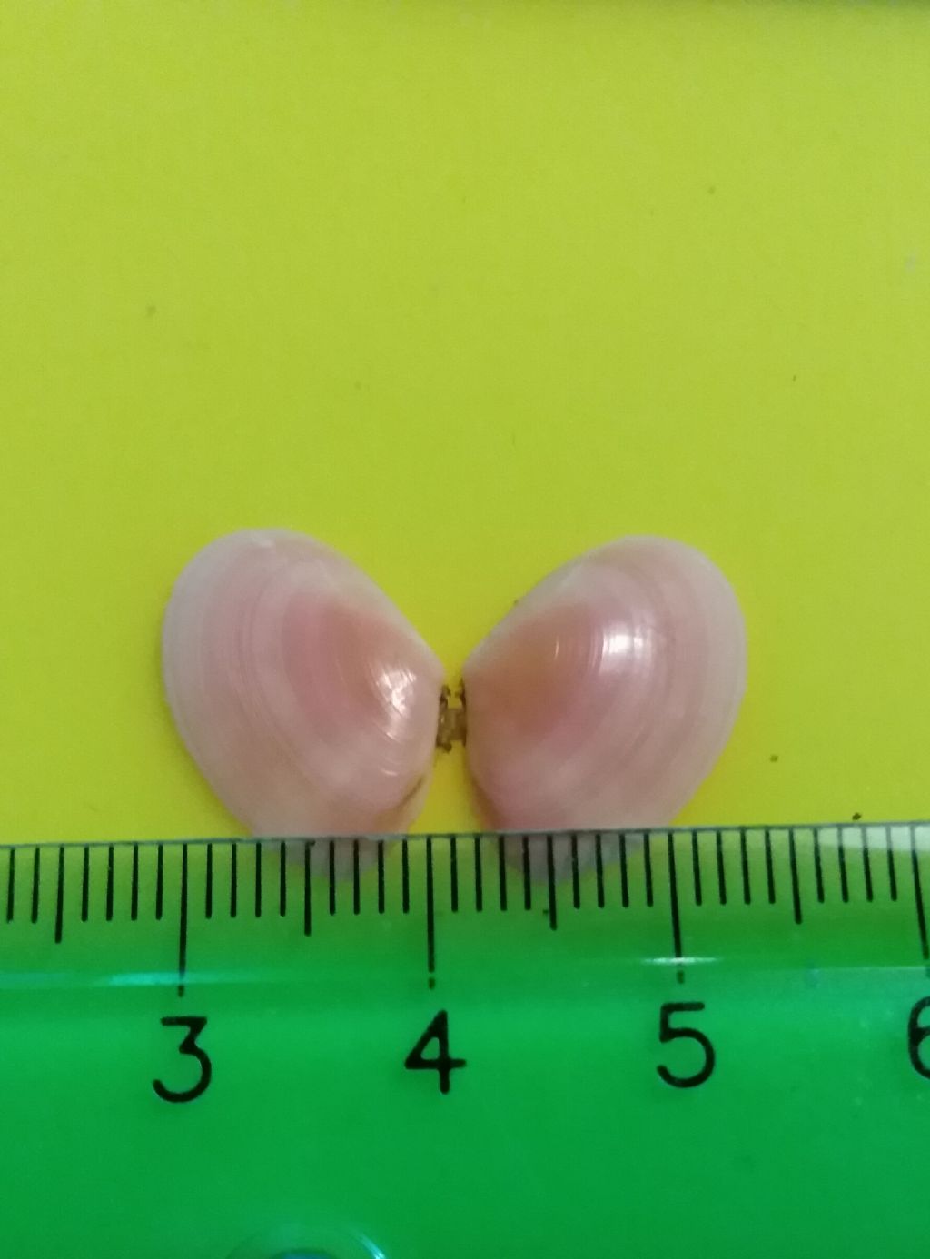 Bivalve da determinare