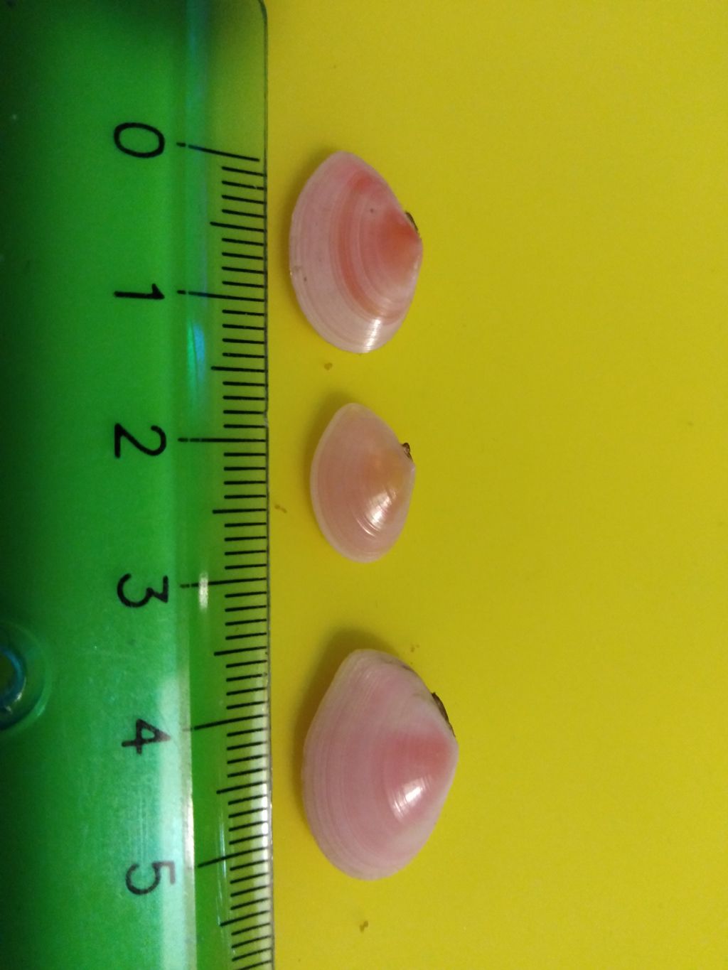 Bivalve da determinare