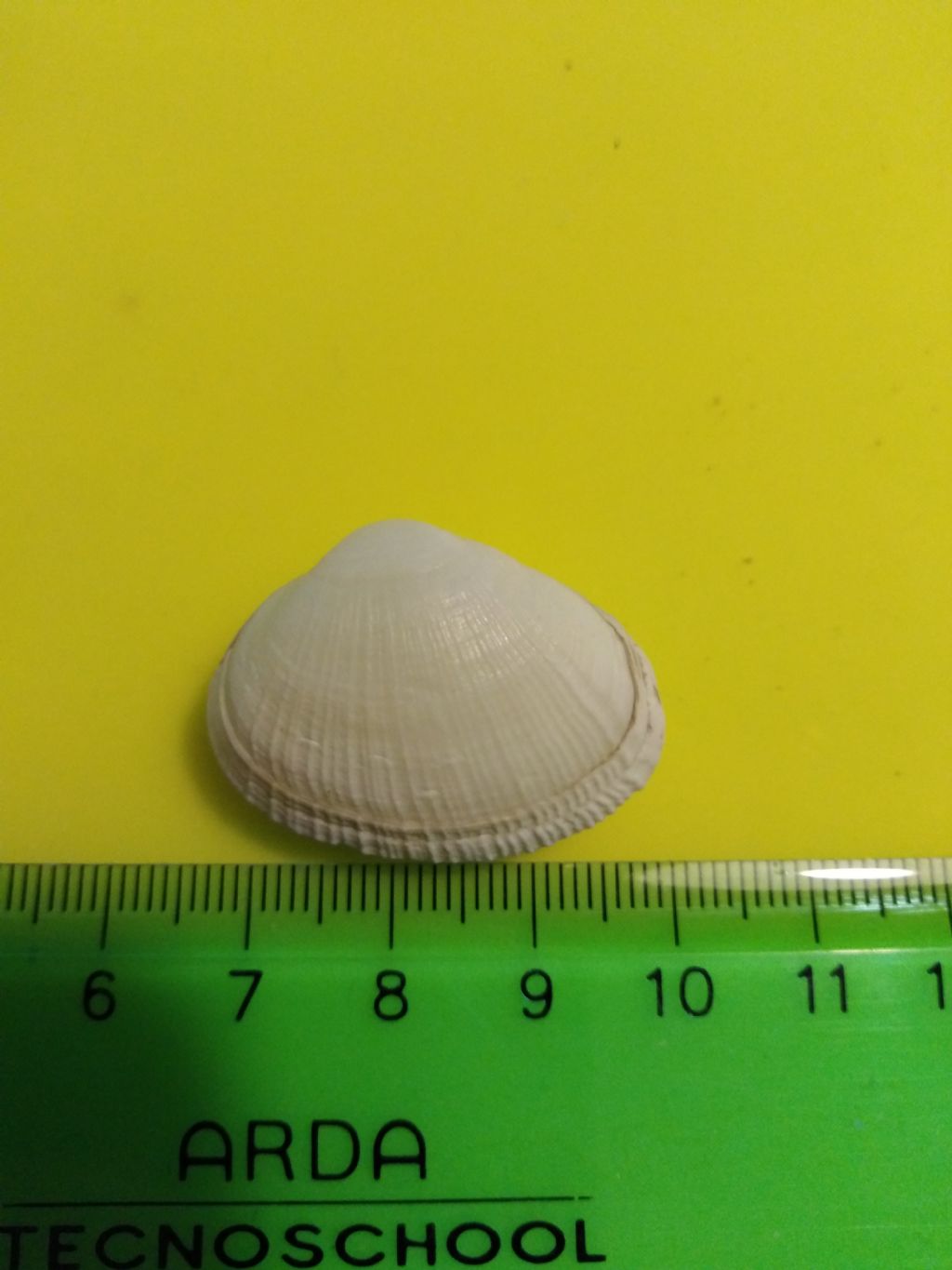 Bivalve da determinare