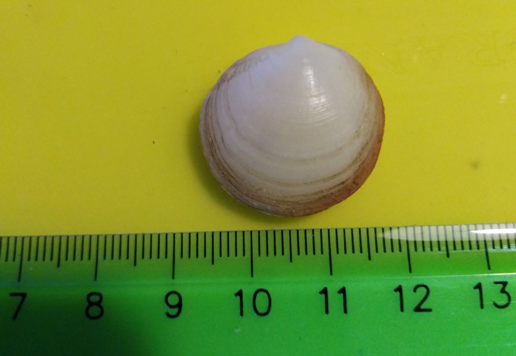 Bivalve da determinare