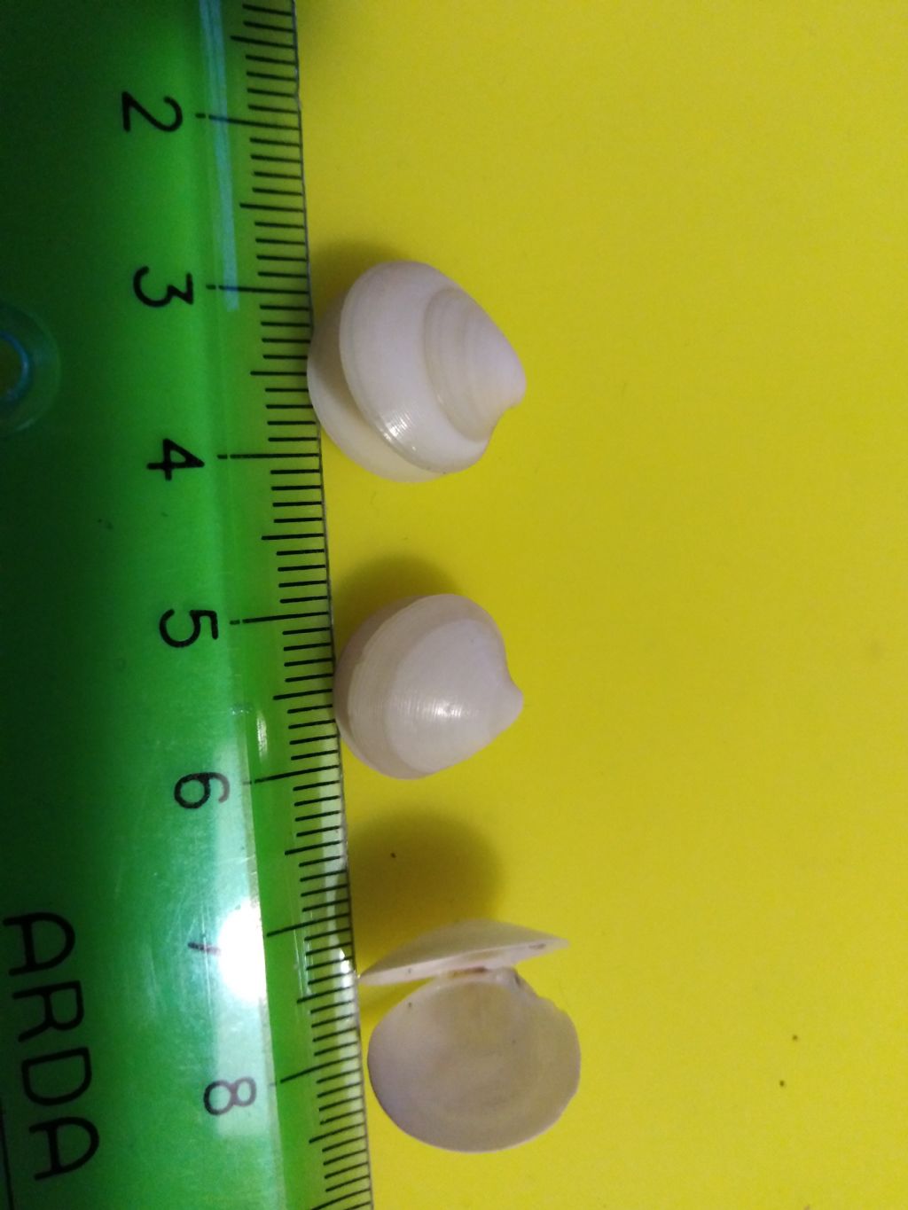 Bivalve da determinare