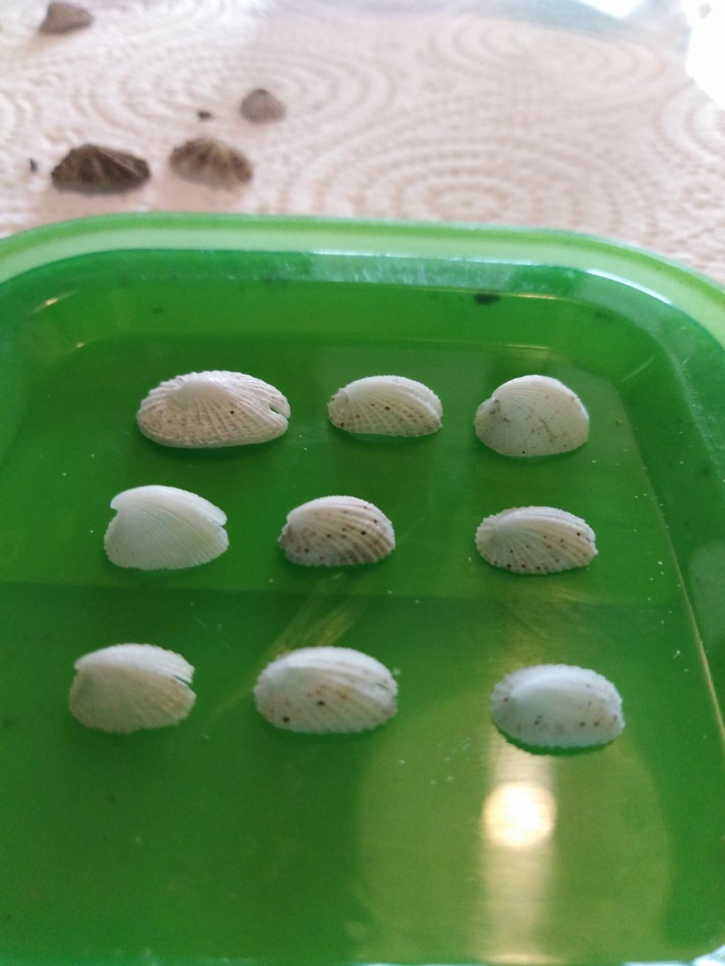 Emarginula