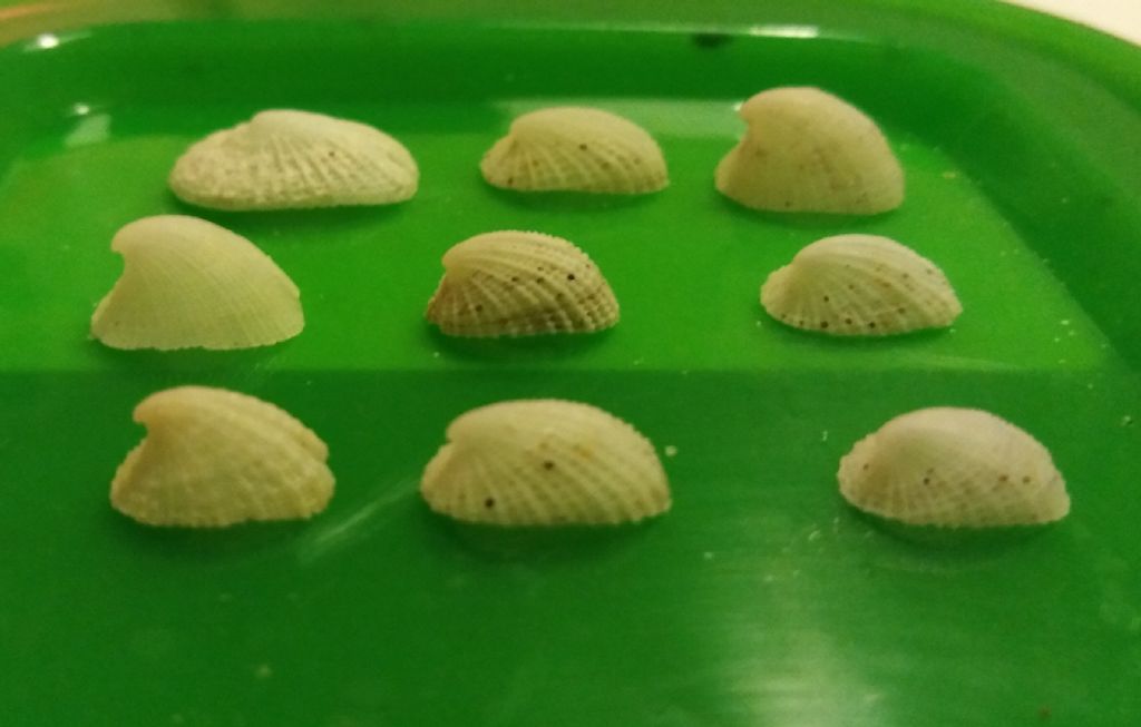 Emarginula