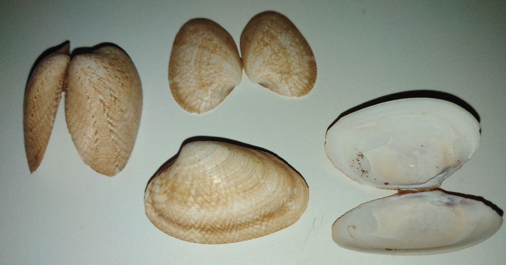 Identificare