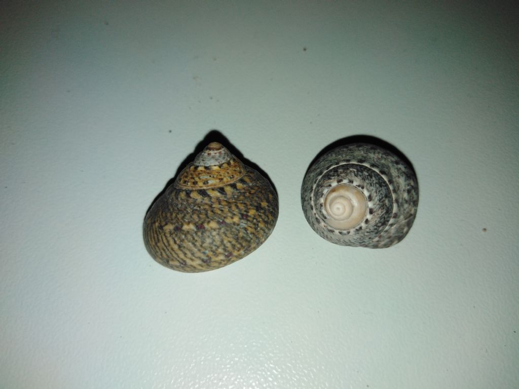 Identificare