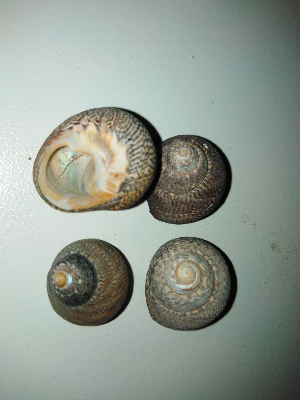 Identificare