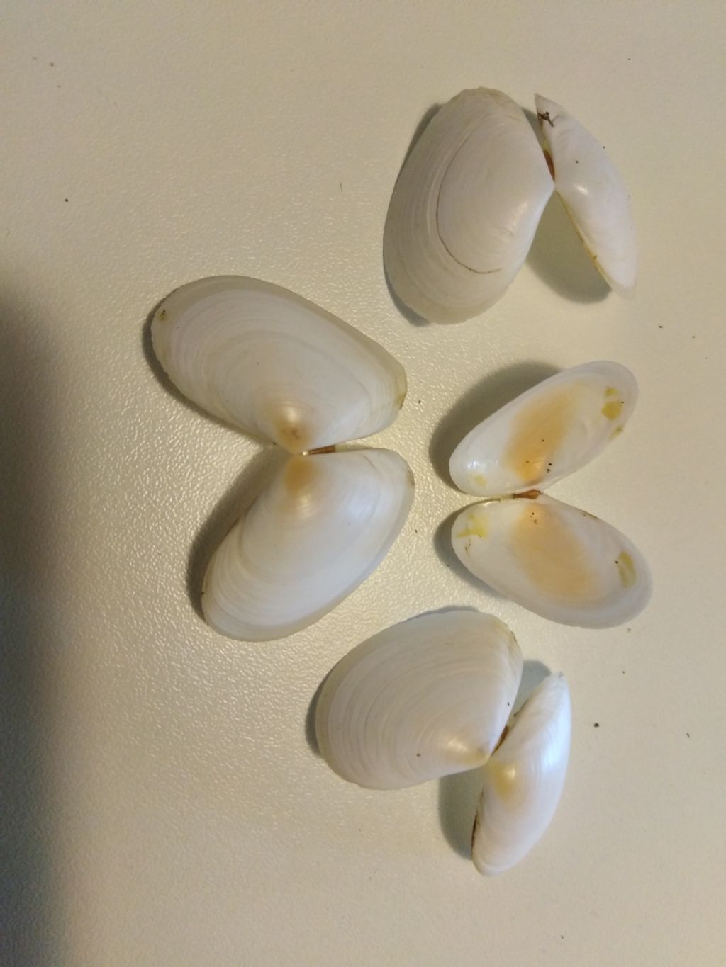 Macoma cumana?