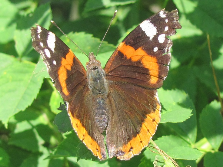 Dalla val Maira (CN)