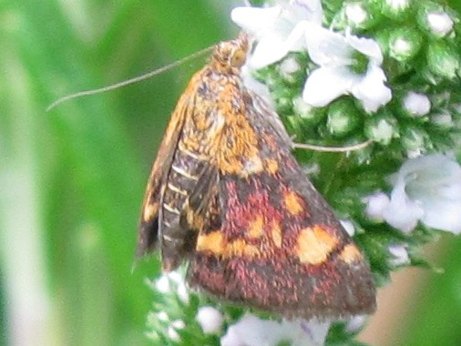 Aiuto identificazione