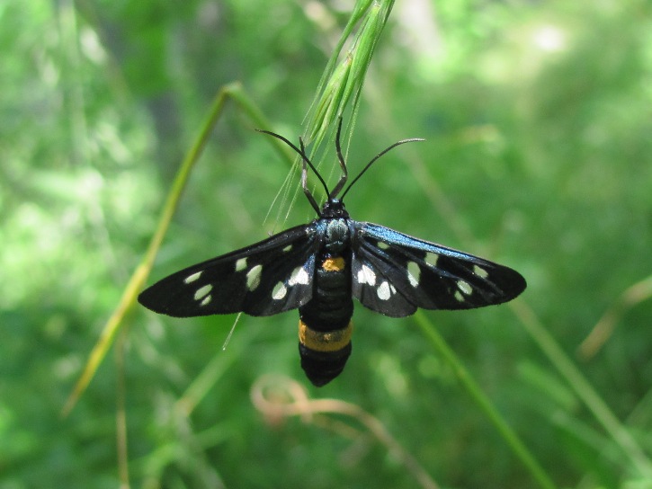 Dalla val Maira (CN)