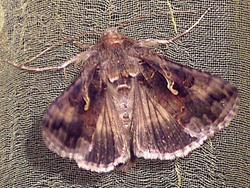 Autographa gamma: involontaria minaccia ?