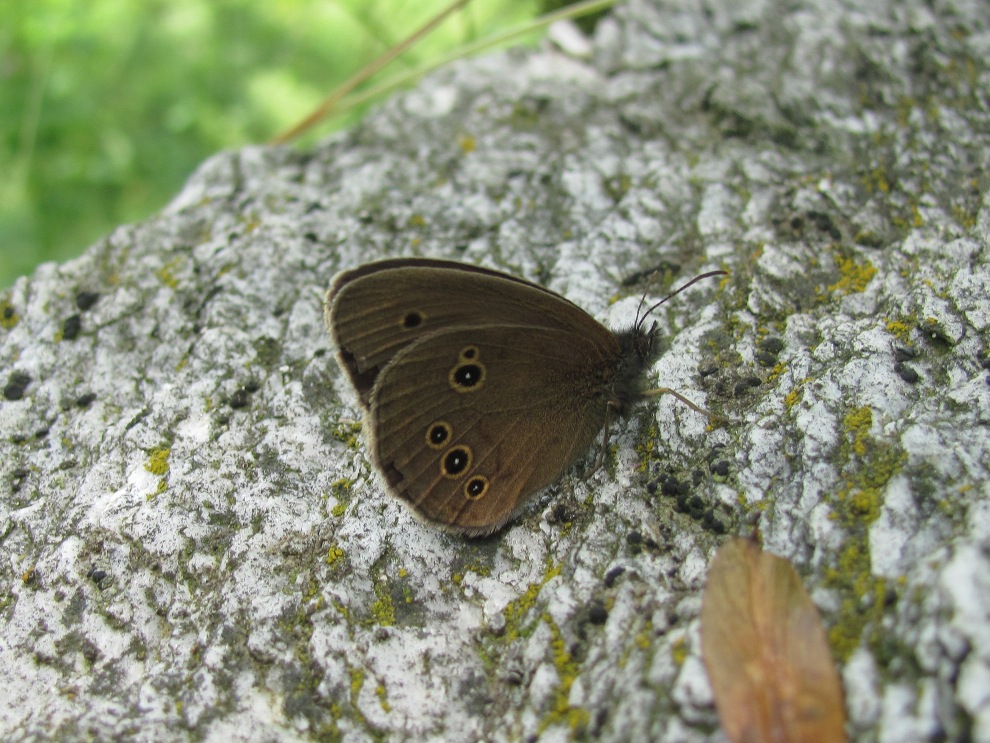 Dalla val Maira (CN)