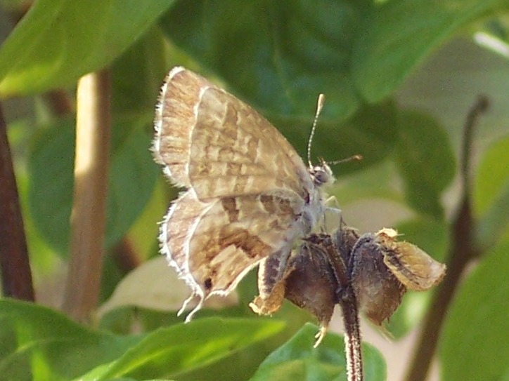 Farfalle del piemonte