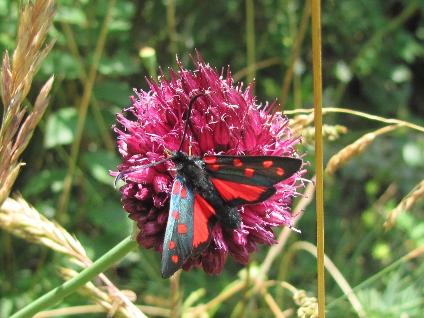 Dalla val Maira (CN)