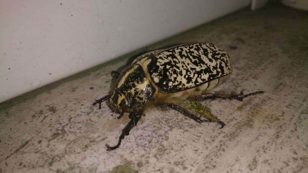 Coleottero da identificare- Polyphylla fullo (Melolonthidae)