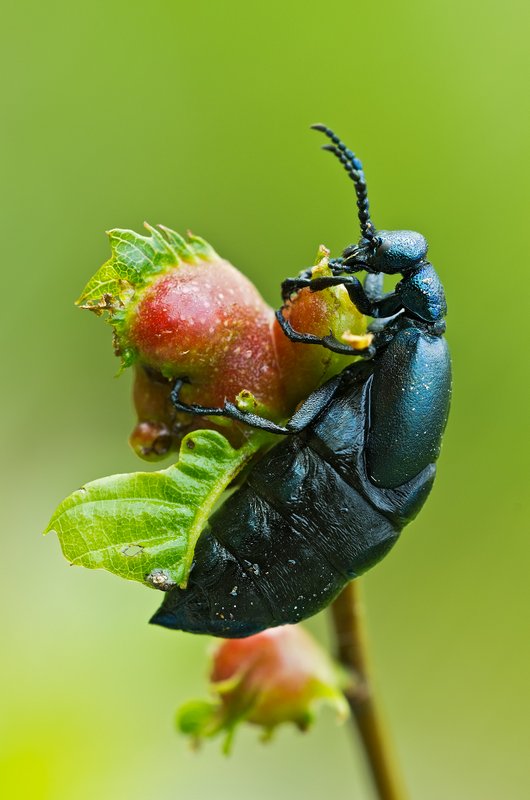 Meloe proscarabaeus ? chiedo aiuto per il riconoscimento.