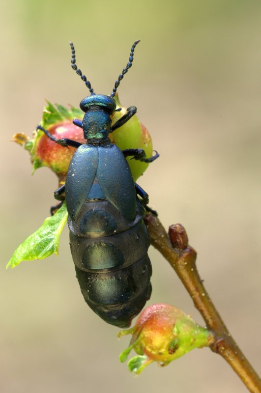 Meloe proscarabaeus ? chiedo aiuto per il riconoscimento.