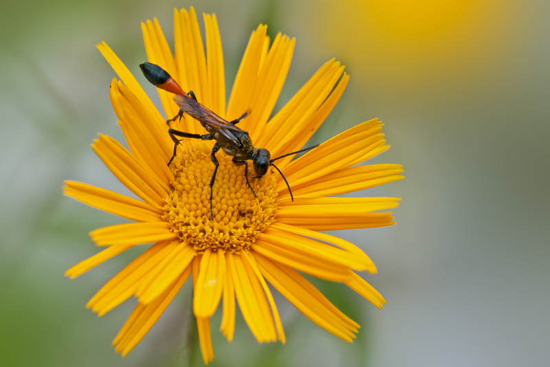 Ammophila sabulosa, femmina, Sphecidae